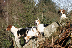 Fell fox hounds by Betty Fold Gallery